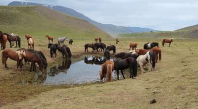 equestrian holiday in Mongolia