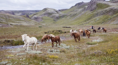 randonnee a cheval islande