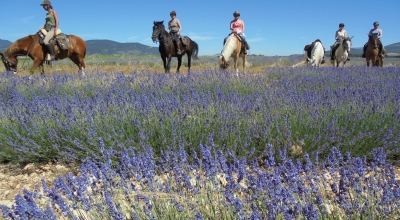 rando a cheval en Provence