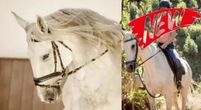 equestrian holidays in Portugal