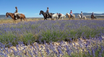 Provence rides offers