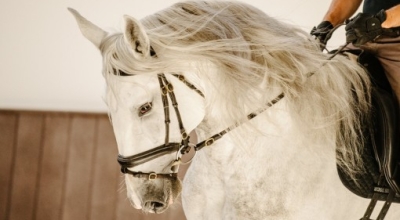 equestrian holidays in Portugal