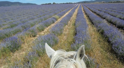 horseback trail ride in provence