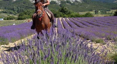 rando cheval lavande