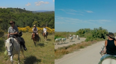discover the provence on horseback