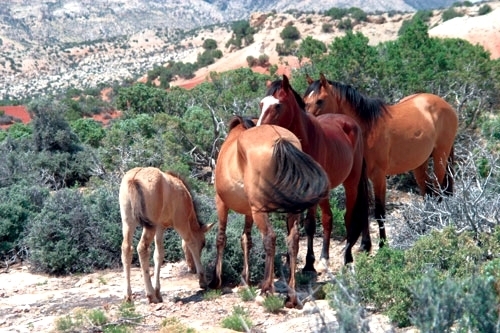 voyage cheval montana usa