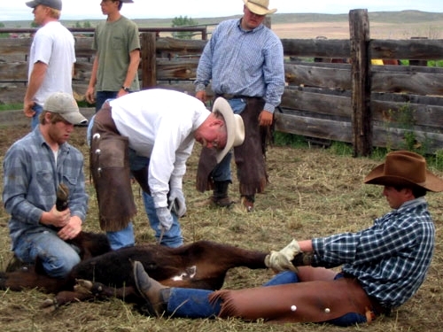 ssejour en ranch dans le montana usa