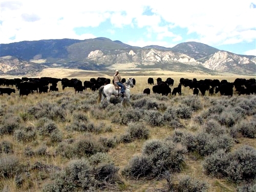 sejour equestre en ranch usa