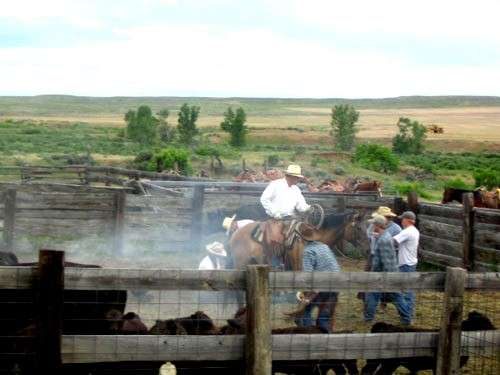 cheval dans un ranch usa