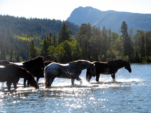 horseback trail ride in the Rockies