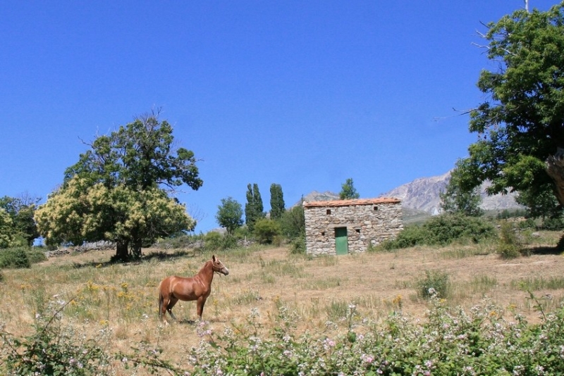 Horse riding in France