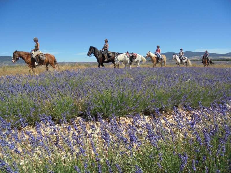 horseback ride in lavender in provence
