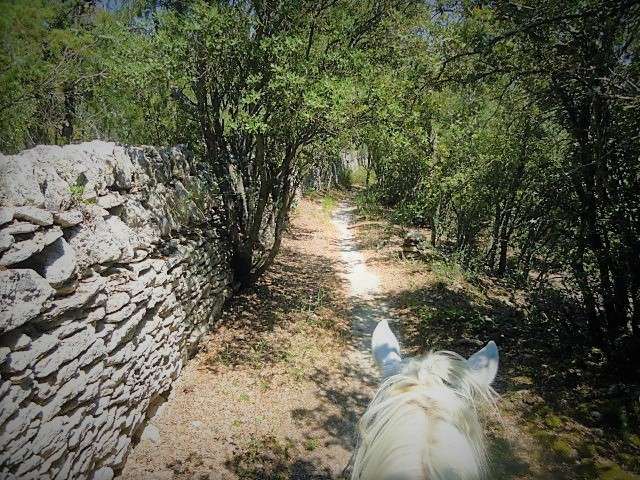 lavender horse ride in provence