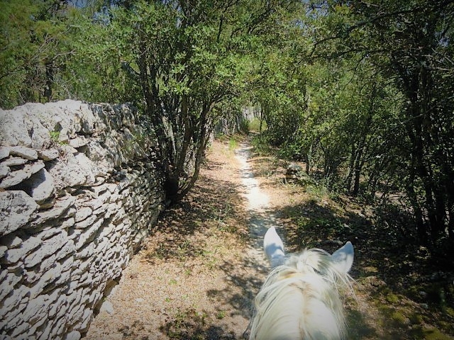 lavender horse ride in provence