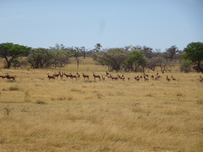 horse safari