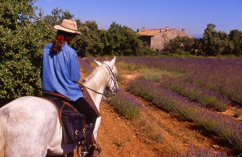 horseback riding trip in provence