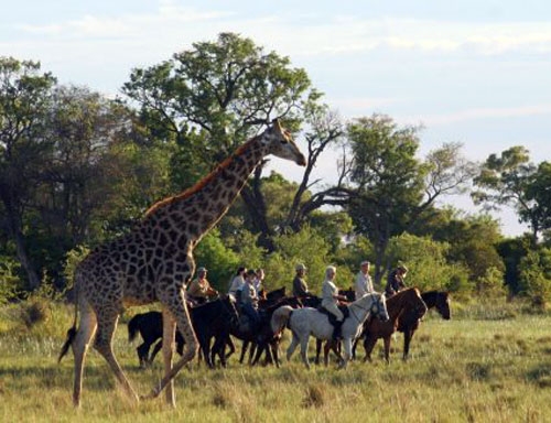 safari a cheval en afrique