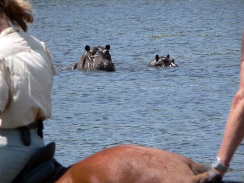 faire un safari a cheval