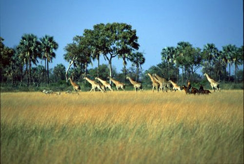 safari equestre