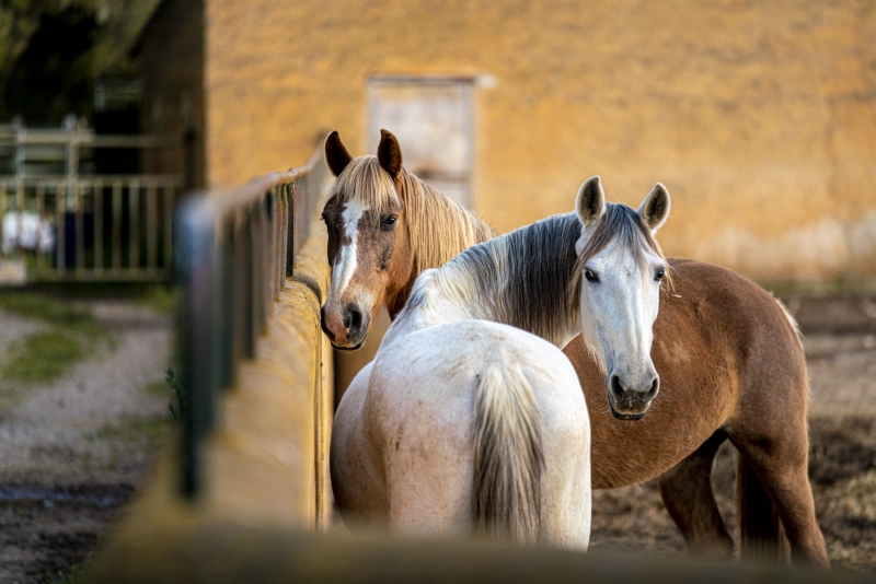 horseback riding holiday in spain