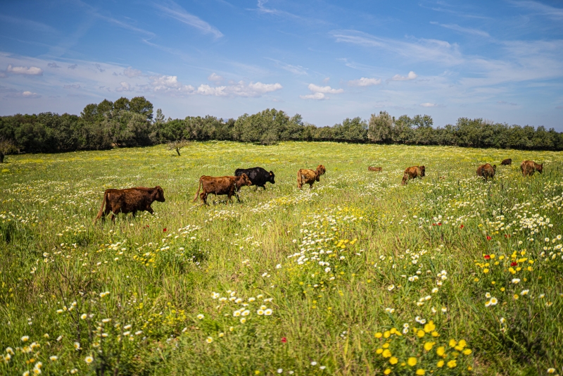 horseback vacation in spain