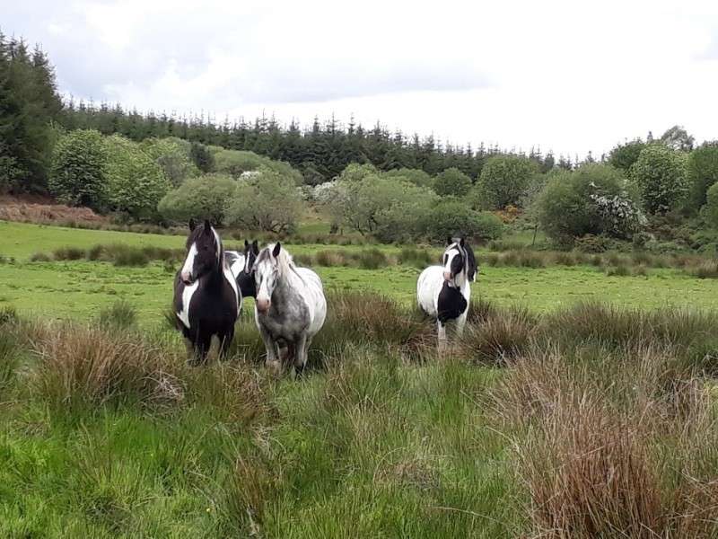 vacances cheval irlande