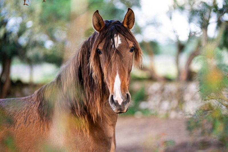 equestrian holiday in Majorca