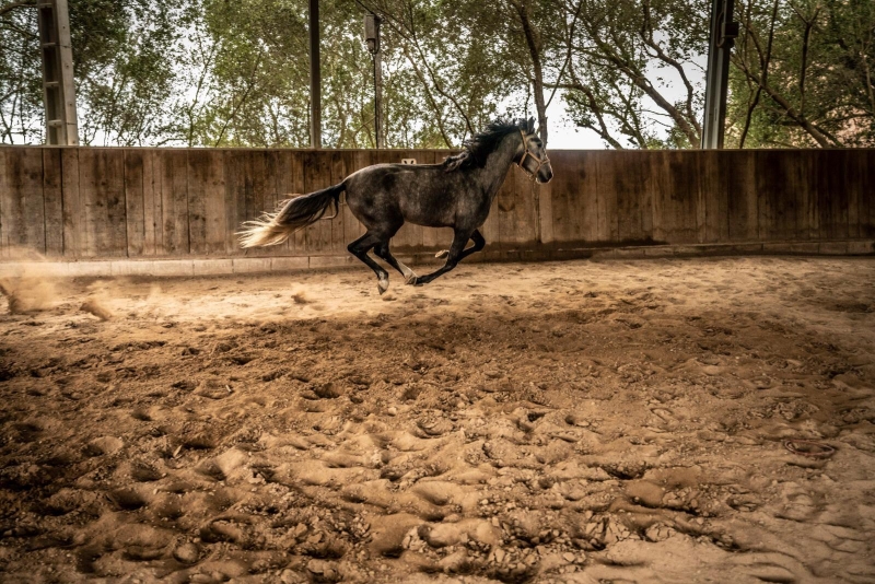 horse riding holiday in Majorca