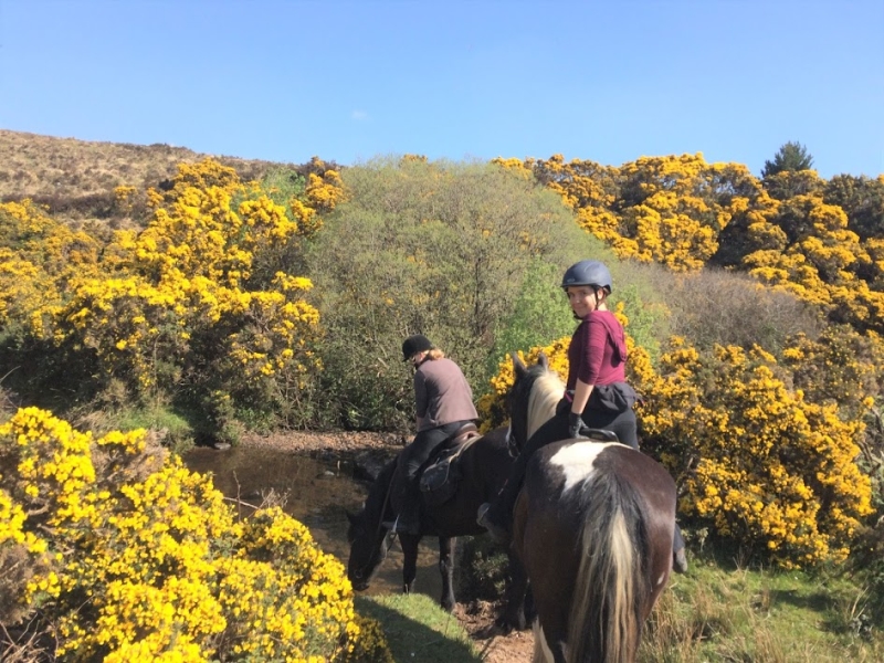 sejour cheval irlande