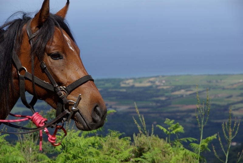 randonnee a cheval en corse