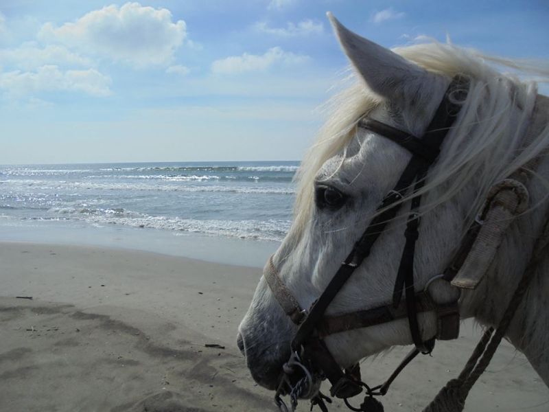 Horseback riding in Camargue