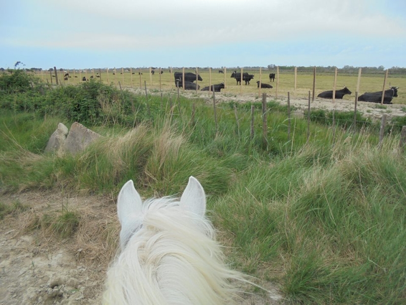 Horse riding holiday in Camargue