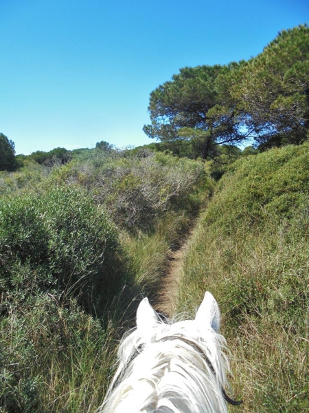 Horse ridingCamargue