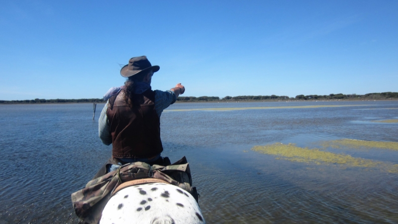 Discover Camargue on horseback