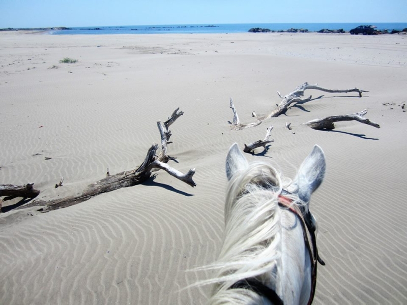 equestrian vacation in Camargue