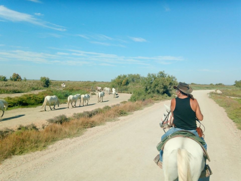 equestrian activity in Camargue