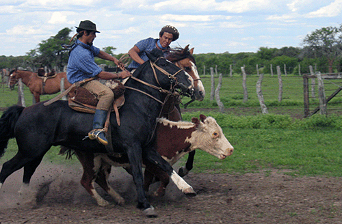 Argentina horse cattle work