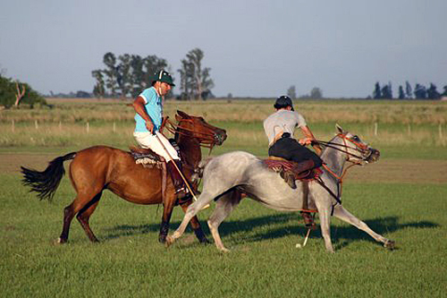 Argentina week horse estancia