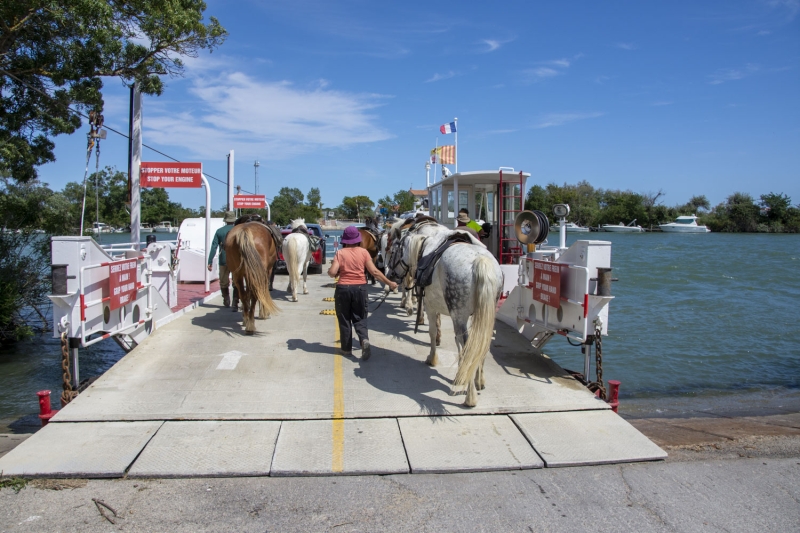 horse riding trail ride in Camargue