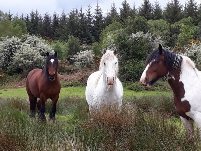 Equestrian trip in Ireland