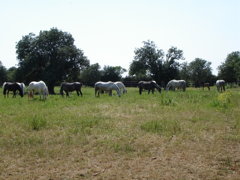 riding school with accommodation in Majorca