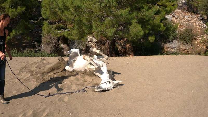 Cheval qui se roule dans le sable en Turquie pendant une randonnee a cheval