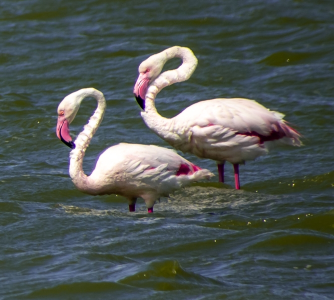 semaine en Camargue a cheval