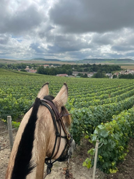 horse riding trip in champain