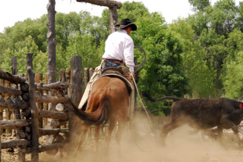 cheval dans un ranch usa