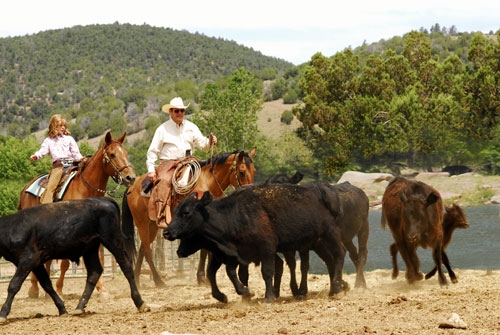 cheval dans un ranch usa