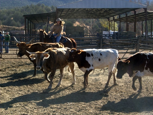 voyage cheval montana usa