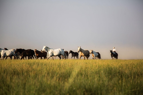 ssejour en ranch dans le montana usa