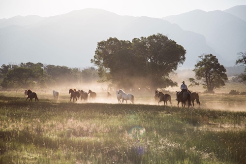 cheval dans un ranch usa