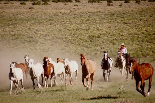 randonnee equestre usa